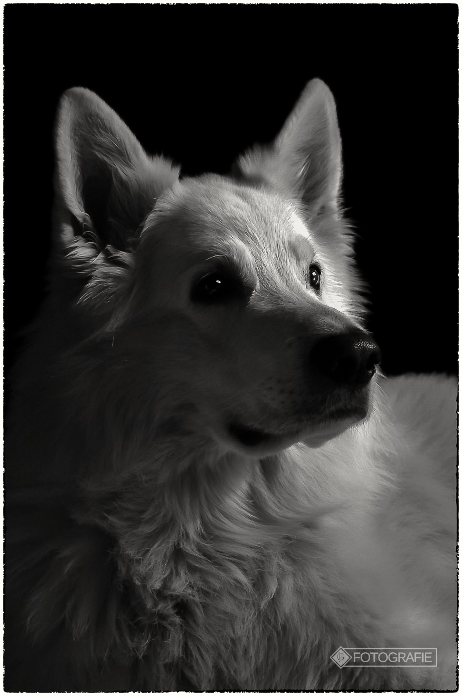 White shepherd 04